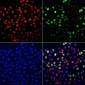 BrdU Antibody