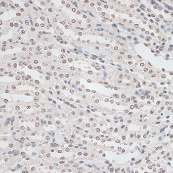 ZNF177 Antibody