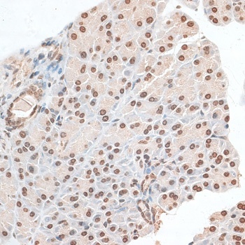 ZNF177 Antibody