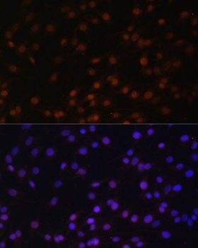 ZNF177 Antibody