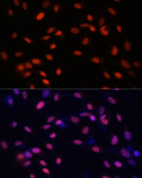 ZNF177 Antibody