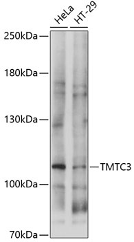 TMTC3 Antibody