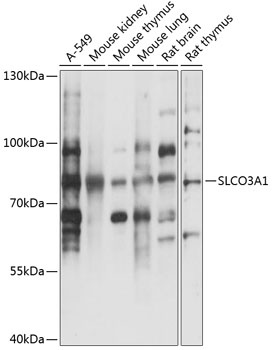 SLCO3A1 Antibody