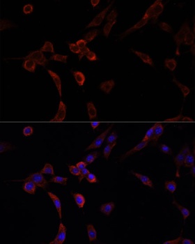 NRF1 Antibody