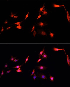 NRF1 Antibody