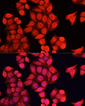 NRF1 Antibody