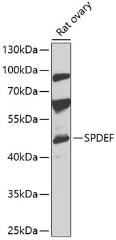 SPDEF Antibody