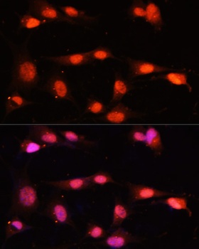 ZNF264 Antibody