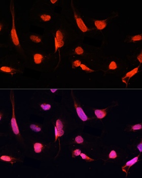 ZNF264 Antibody