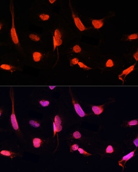 ZNF264 Antibody