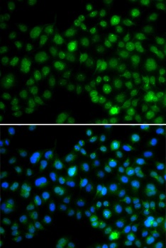 NFIL3 Antibody