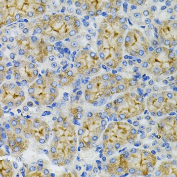 DEFB132 Antibody