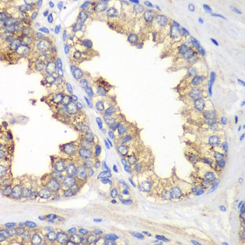 KLK10 Antibody