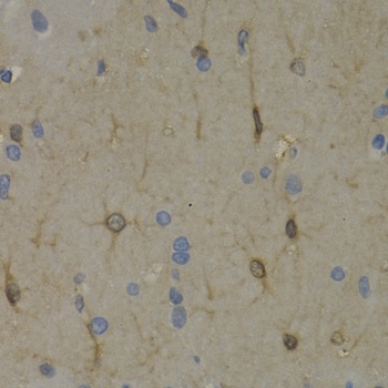 WNT3A Antibody