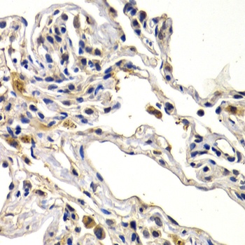WNT3A Antibody