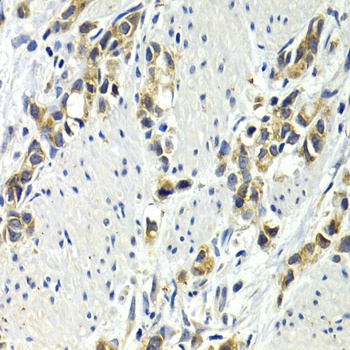 WNT3A Antibody