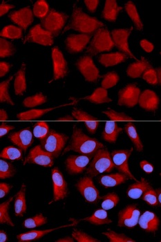 PDHA1 Antibody