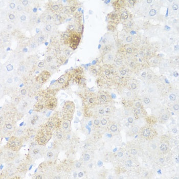 BCL2L2 Antibody