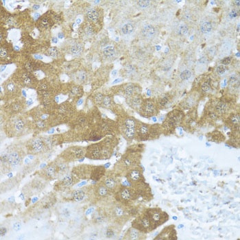 BCL2L2 Antibody