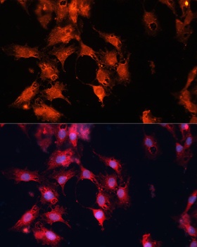 DNAJA3 Antibody