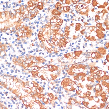 HHLA2 Antibody