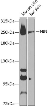 NIN Antibody