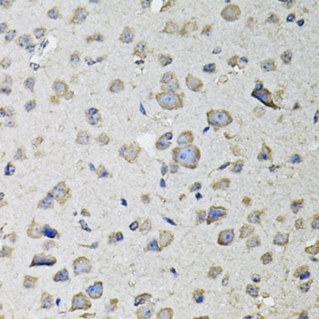 RASSF1 Antibody