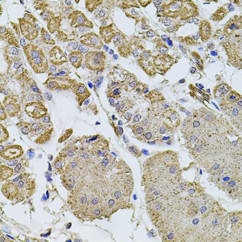 WISP2 Antibody