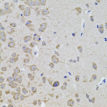 WISP2 Antibody