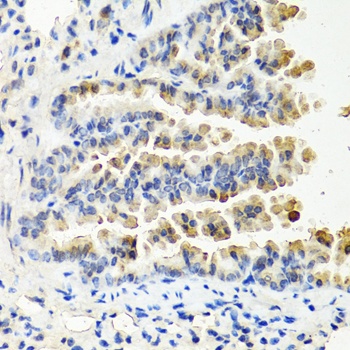 NTF3 Antibody