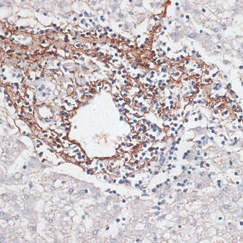 ELN Antibody