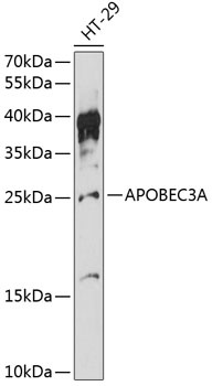 APOBEC3A Antibody