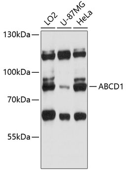 ABCD1 Antibody