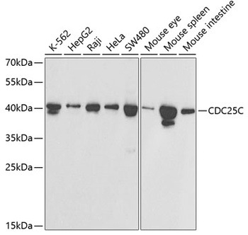 CDC25C Antibody