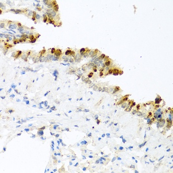 BMP4 Antibody