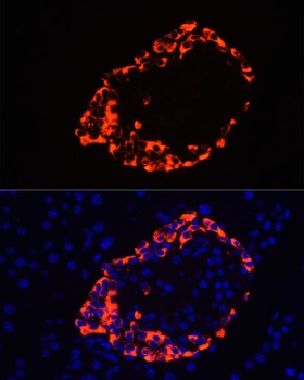 GCG Antibody