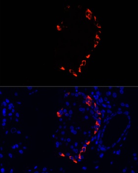 GCG Antibody