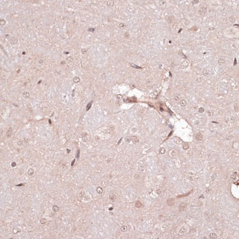 CREB1 Antibody