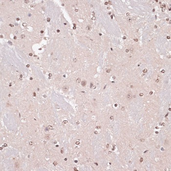 CREB1 Antibody