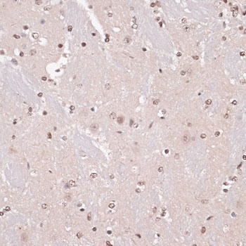 CREB1 Antibody