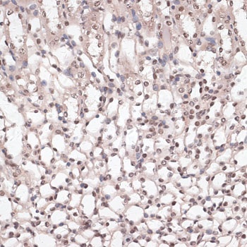 CREB1 Antibody