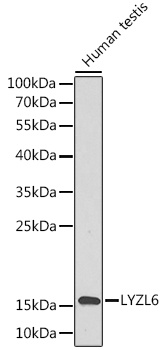LYZL6 Antibody