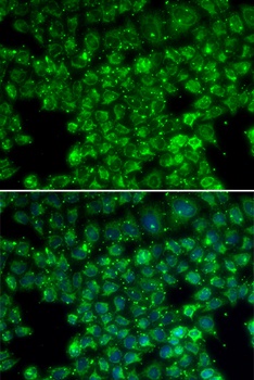 LYZL6 Antibody