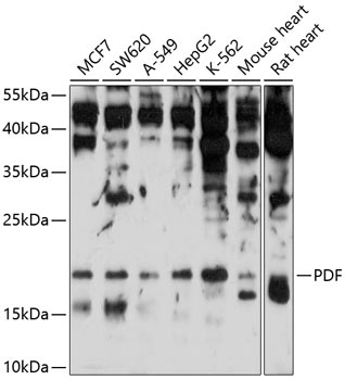 PDF Antibody