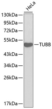 TUBB Antibody