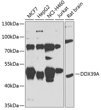 DDX39A Antibody