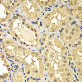 SMAD3 Antibody