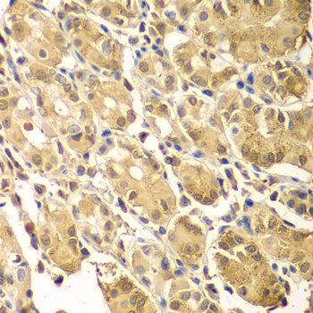 SMAD3 Antibody