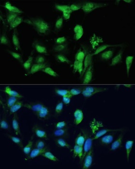 SMAD3 Antibody