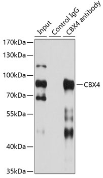 CBX4 Antibody